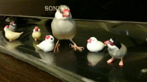 ねんね