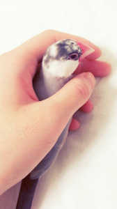 にぎにぎにぎ(笑)発情させたくないのにぃ
