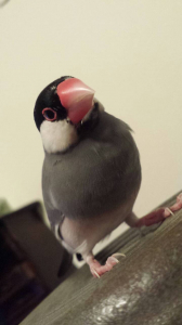 桜文鳥。