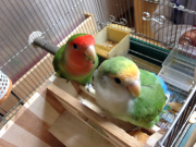 両親です。