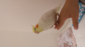 フーコちゃん