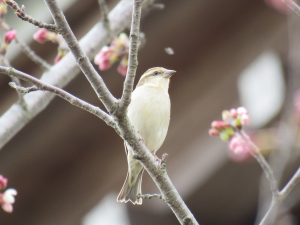 鳴き声もスズメとは違うんですね