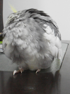 脚とトサカは気にしないでね