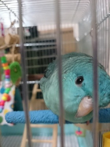 パピコです