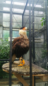 凛々しい！カンムリカラカラ