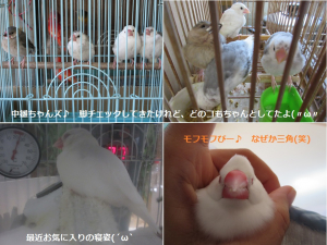 中雛さんズとついでにぴー♪