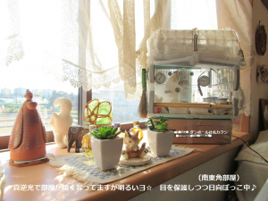 今朝の日向ぼっこ風景