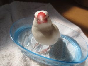 老鳥で超疲れるので浸かるだけぇ；