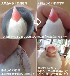 文鳥さんの日