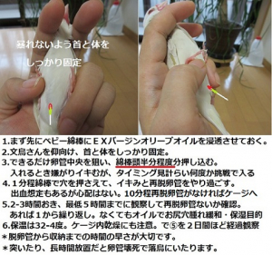 脱卵管の処置法