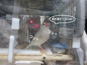 まだ寝ないのぉヽ(`Д´)ﾉ