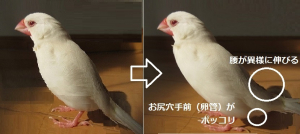通常時と繁殖時の体型変化比較