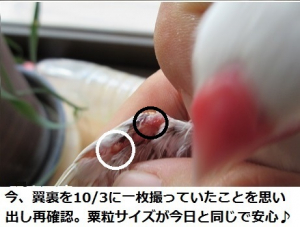 10/3撮影あるのを思い出し再確認