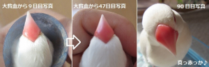 12/６　嘴定期チェック