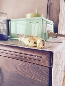 アザラシみたいな〜