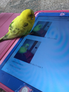 じゃましてます