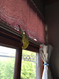 逆さでもかじります