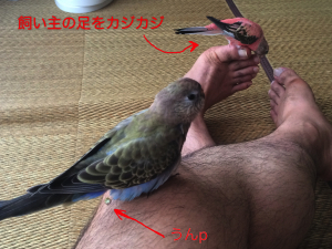 放鳥の一コマ