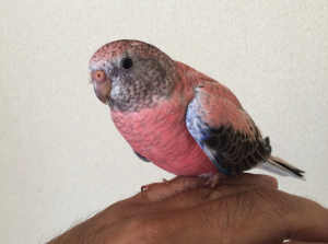 最近のPipi