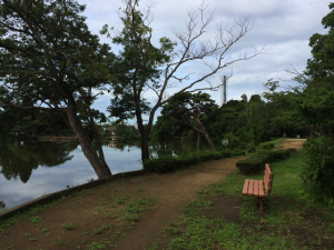 こんな公園です