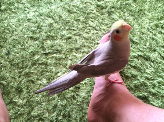 鳥の飼い方 生活 肩の上で落とすフン等の対処 とりっち インコなど鳥の日本最大級sns