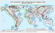 渡り鳥の飛行ルート（世界地図）