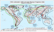 渡り鳥の飛行ルート（世界地図）