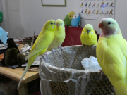 右から2番目がぼん。かわいいね。