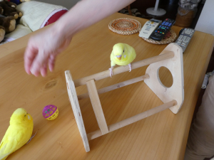 ボールでお遊び中