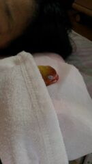 母と布団でねるポコです。