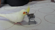 「今日は何が安いかしら〜。」
