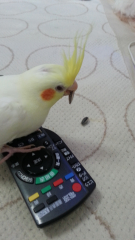 初！！ヒマワリの種！！
