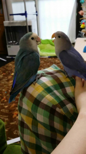 にこそら
