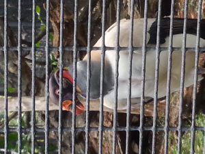 唯一可愛いと思えなかった。鳥はん。