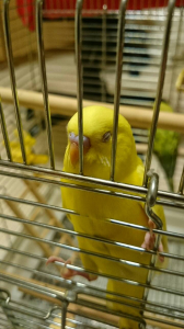 ルチノー