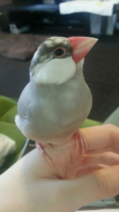 お腹がついちゃってる。今日のｷﾅ