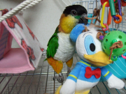 ぬいぐるみに懐いてます。