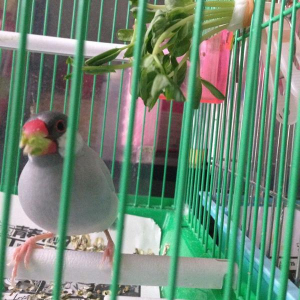 食べ方の汚い可愛いマシュです////