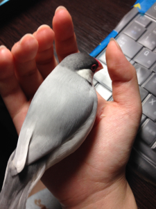 昔はこんなに仲良かったのですが；トホッ