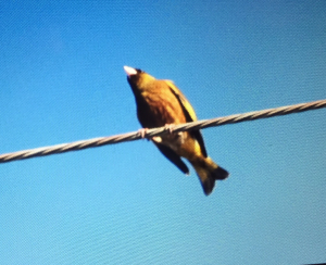 今朝の野鳥さんの追加写真です！