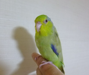 午後からも良い時間に。