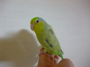 こんにちは。
