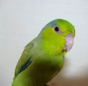 みんな元気に！
