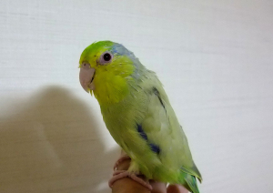 こんばんは。