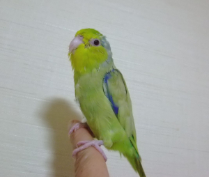こんにちは〜。