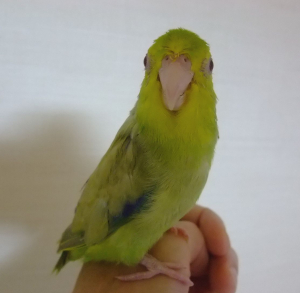 カジリマンです。
