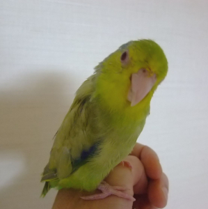 こんにちは。