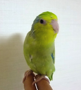 こんにちは。