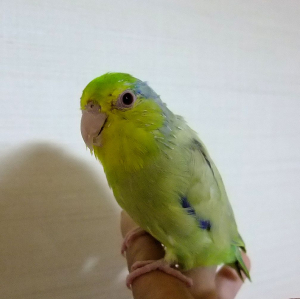こんばんは。