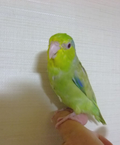 今日も元気に。